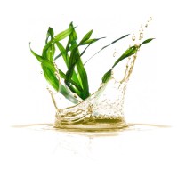 ladi-fykiwn-Seaweed-Oil